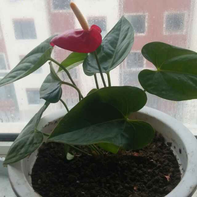 ๑嘟咔啦咔嘭