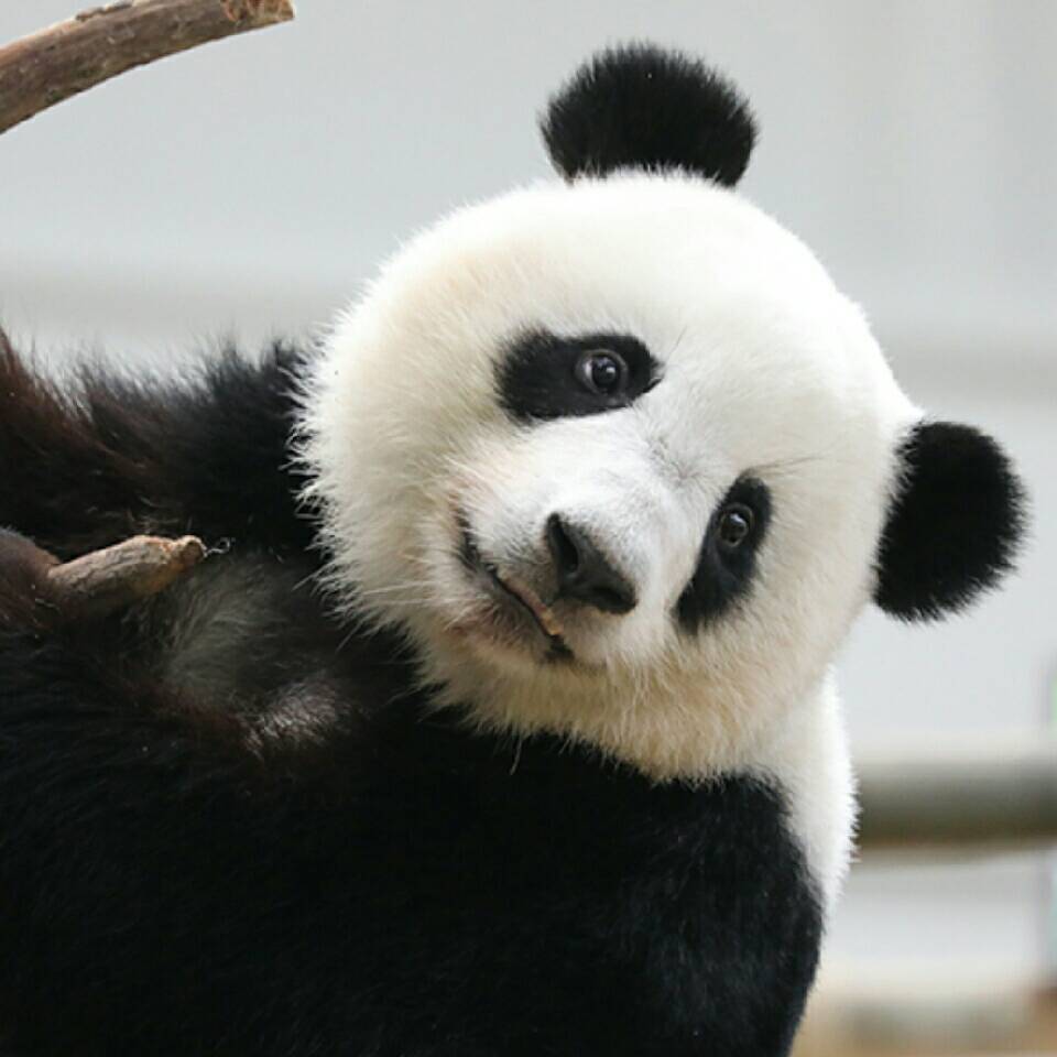 忍者逢上！dongshiping
