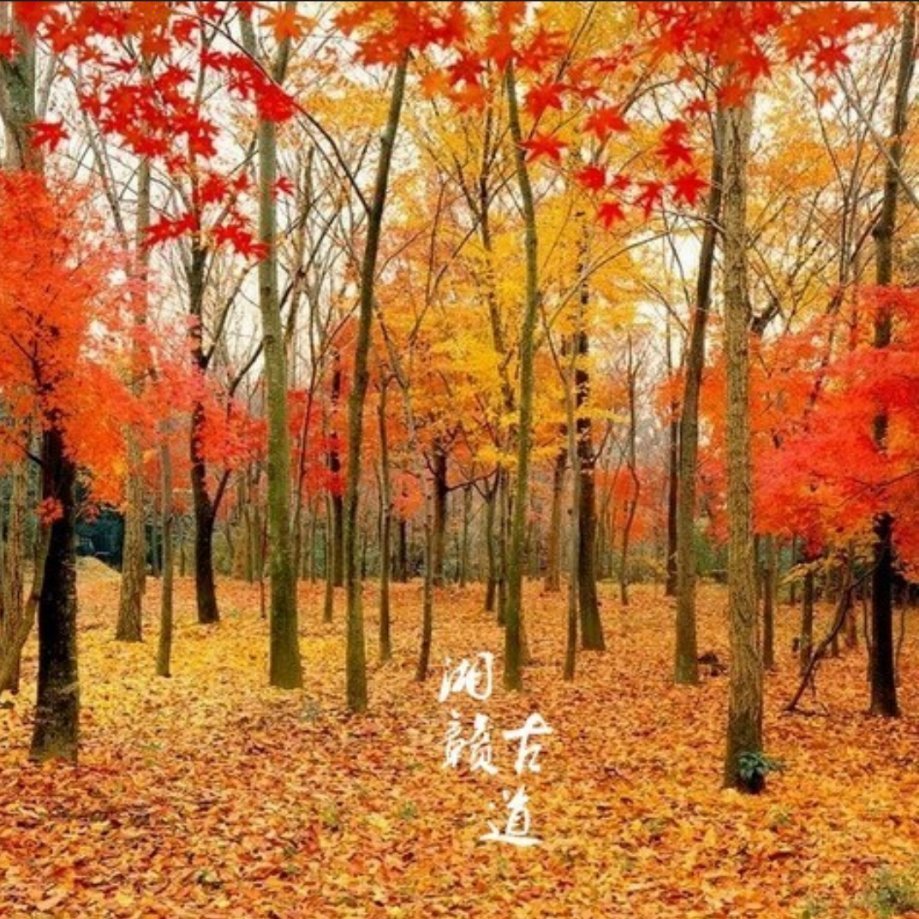 张思思