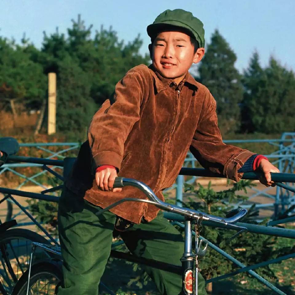 独立的枫叶