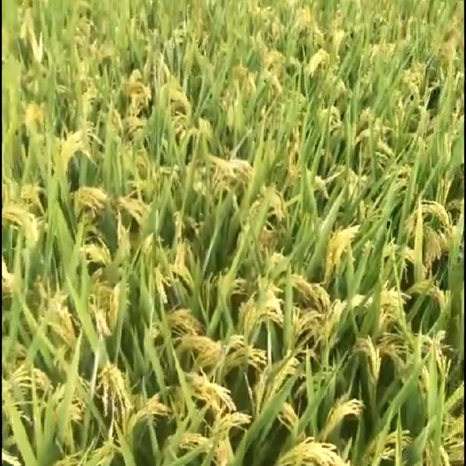 &骏美爸&