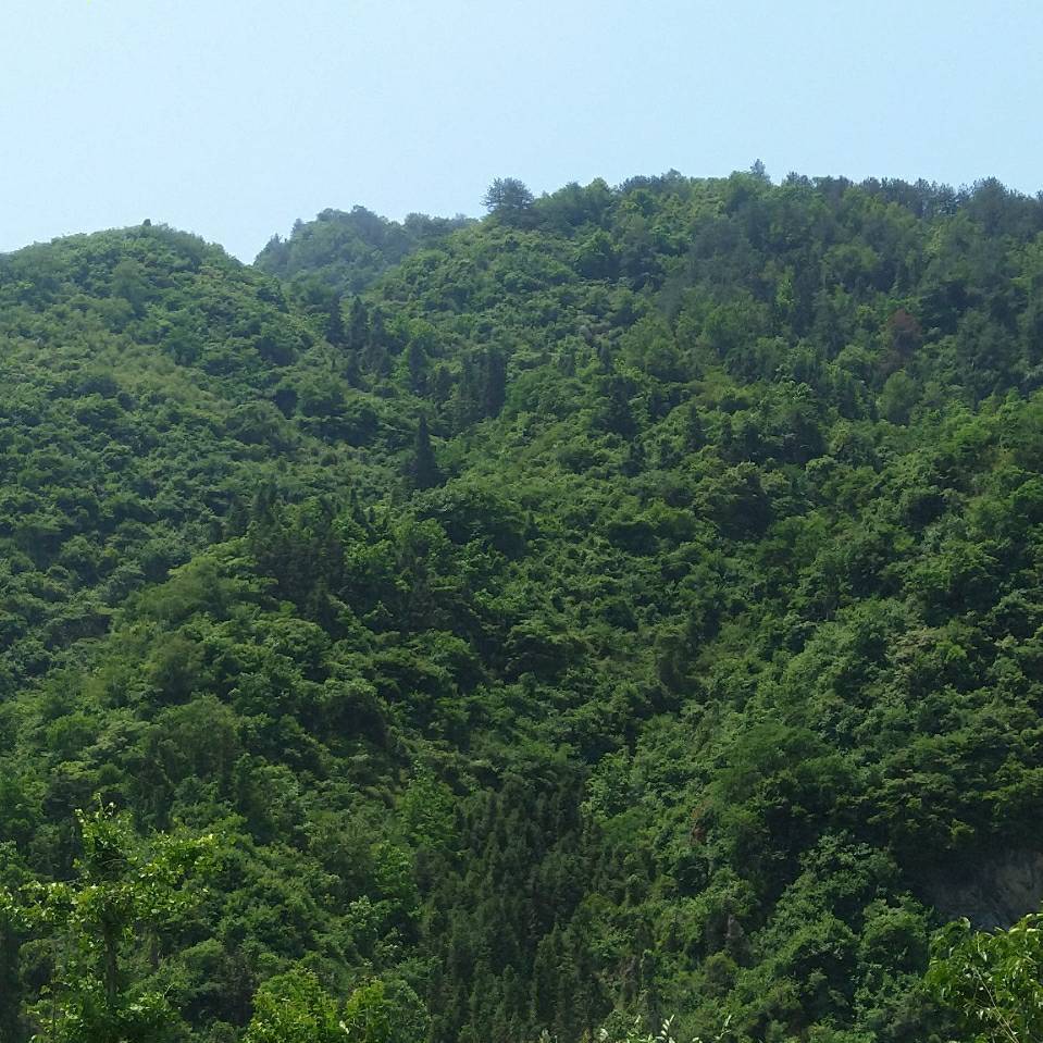 清欢